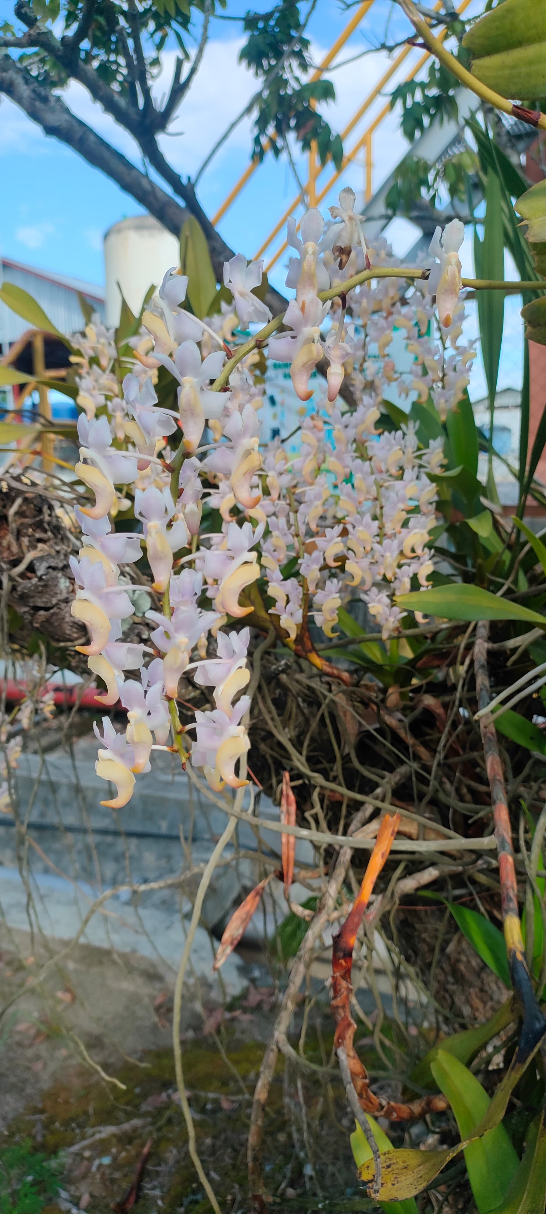 Anggrek Aerides Odorata - PT Sarana Abadi Lestari